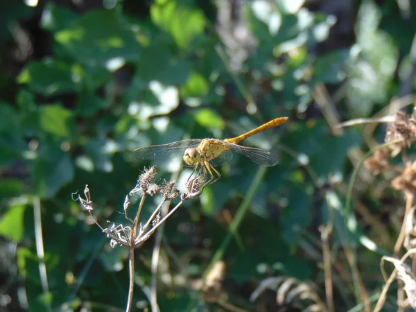 Beautiful Dragonfly Nature — Stock Photo, Image