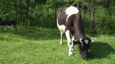 Siyah ve beyaz inek dışında çim yeme