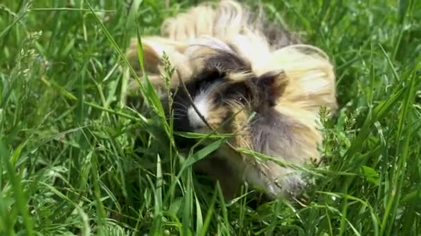 Cerdo de Indias afuera comiendo hierba. En cámara lenta. De cerca. . — Vídeo de stock