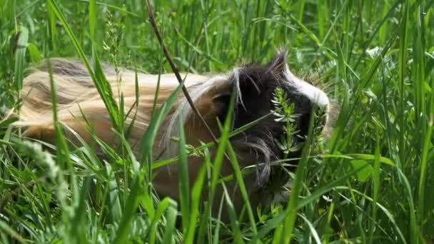 Guinea pig outside eating grass. Slow motion. Close up. — Stock Video