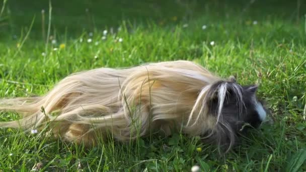 Cochon de Guinée manger de l'herbe. Au ralenti. Gros plan . — Video