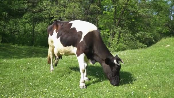 Vache noire et blanche mangeant de l'herbe dehors 