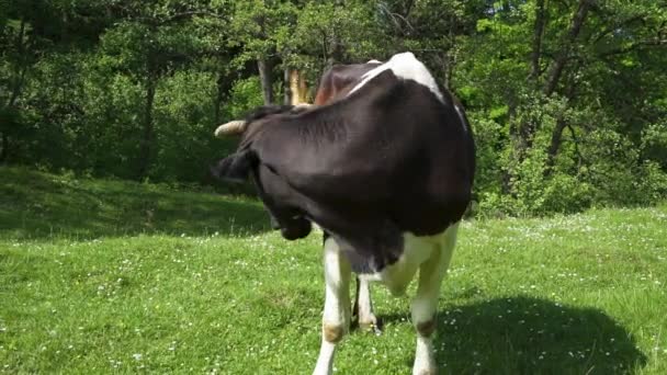 Vache noire et blanche mangeant de l'herbe dehors — Video