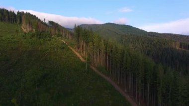 Ormansızlaşma. Ukrayna'da orman hava dron görünümü yok.