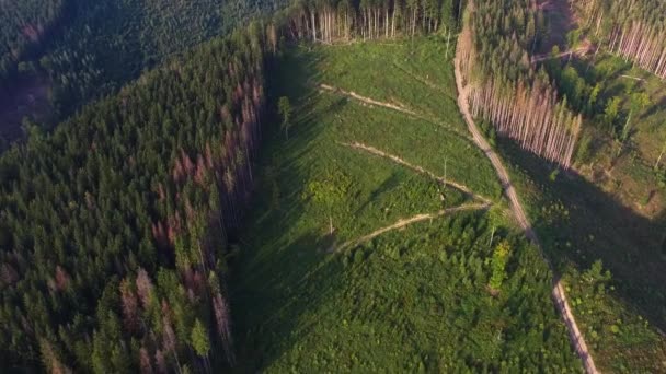 Збезлісення. Drone антена подання лісу знищені в Україні. — стокове відео