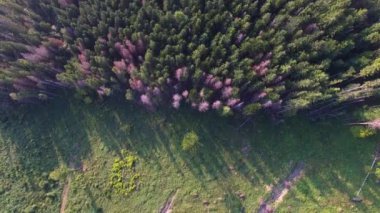 Ormansızlaşma. Ukrayna'da orman hava dron görünümü yok.