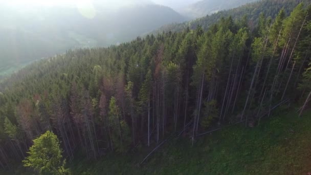 Збезлісення. Drone антена подання лісу знищені в Україні. — стокове відео