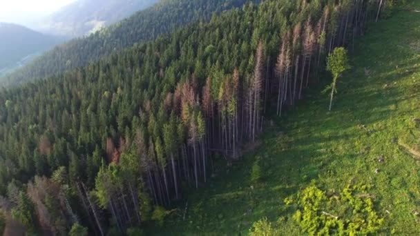 Deforestación. Vista aérea de drones del bosque destruido en Ucrania . — Vídeo de stock