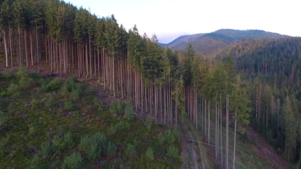 Deforestation. Aerial drone view of forest destroyed in Ukraine. — Stock Video