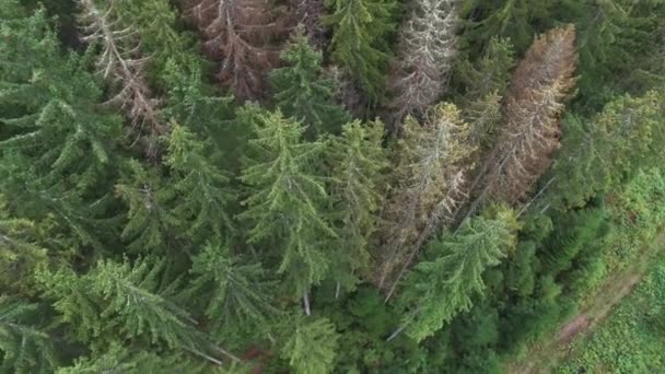 Desmatamento. Vista aérea do drone da floresta destruída na Ucrânia . — Vídeo de Stock