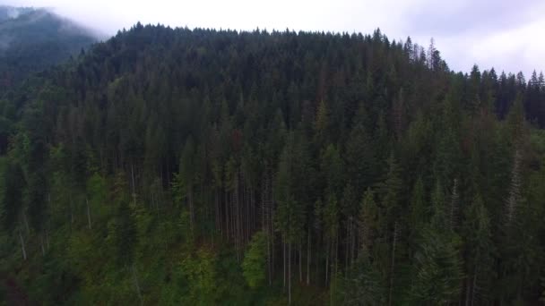 Aerial shot of spruce forest in mountains. — Stock Video