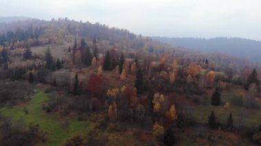 Hava dron görüntüleri İzlenme: Sonbahar dağ ormanları ve alanlar uçuş. Karpat Dağları, Ukrayna, Avrupa. Görkemli manzara.