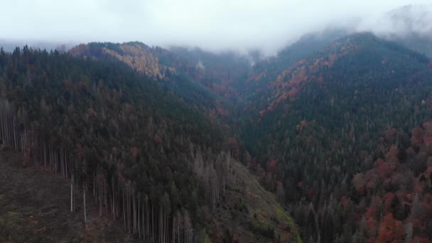 Vista aérea del dron: Vuelo sobre la montaña de otoño con bosques y campos. Montañas Cárpatos, Ucrania, Europa. Paisaje majestuoso . — Vídeo de stock