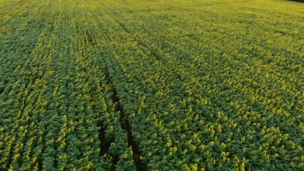 Aerial view of the sunflowers field. Flying over sunflowers at sunset. — Stock Video