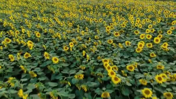 Luchtfoto van het zonnebloemen veld. Vliegen over zonnebloemen bij zonsondergang. — Stockvideo