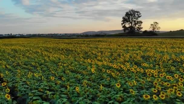 Flygfoto: bilar och lastbilar kör en väg längs solrosor fältet på solnedgången sommartid. — Stockvideo