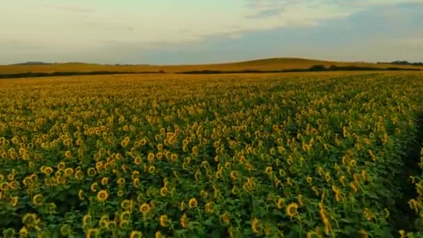 Luchtfoto van het zonnebloemen veld. Vliegen over zonnebloemen veld bij zonsondergang. — Stockvideo