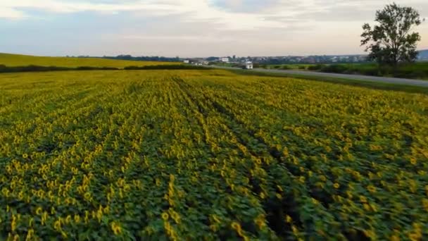 Luchtfoto: vliegen langs de weg met het rijden van auto's en vrachtwagens in de buurt van zonnebloemen veld op zonsondergang zomertijd. — Stockvideo