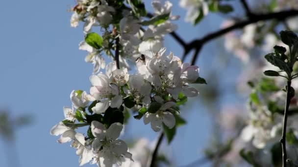 Primer plano: abeja de miel volando alrededor de las flores madreselvas recogiendo polen de néctar en el día soleado de primavera . — Vídeo de stock