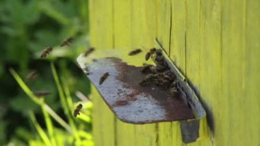 Arılar küçük kovan deliğine giriyor. Nektar polenleriyle geri dönüyorlar..