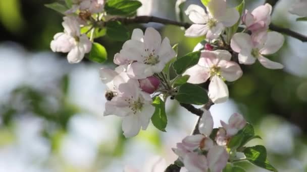 Nahaufnahme: Honigbiene fliegt um Geißblatt-Blüten und sammelt Nektarpollen am sonnigen Frühlingstag. — Stockvideo