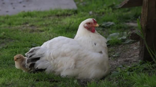 Sedikit ayam mendapatkan di bawah duduk pengasuh ayam — Stok Video