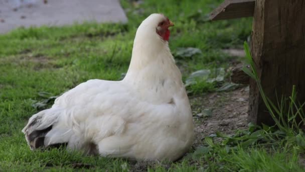 Hühnersitter steht auf, entdeckt Küken und geht weg — Stockvideo
