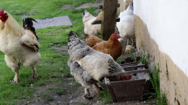 Ländliche Szene: Hühner, Sittiche und Küken picken Futter — Stockvideo