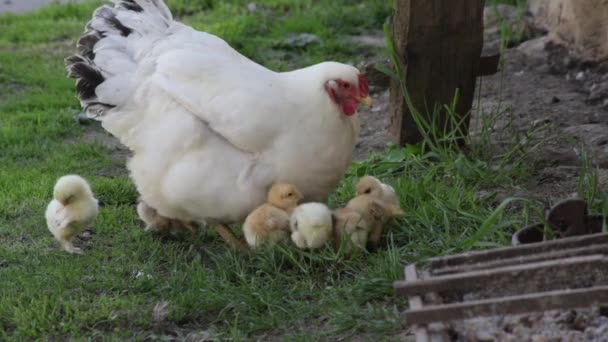 Poule sitter enseigner ses poulets picorant des insectes sur la cour d'herbe — Video
