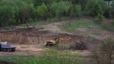 Tipelapse: Sarı kazıcı ağaç dallarını hareket ettiriyor.