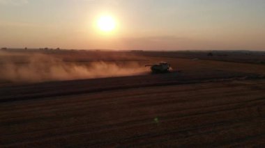 Yaz günbatımında tarlalardan hasat edin. Tek sıra buğday hasadı. Hava aracı görünümü.
