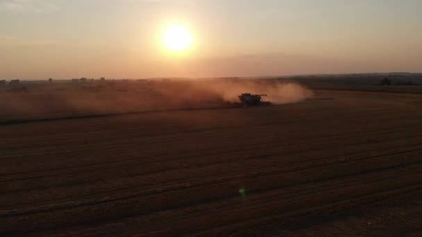 Colheita durante o pôr do sol de verão a partir dos campos. Combinação única de trigo de colheita. Vista aérea de drones. — Vídeo de Stock