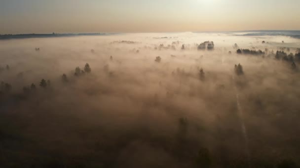 Pandangan Epic udara dari kabut matahari terbit meliputi lapangan dengan pohon. — Stok Video