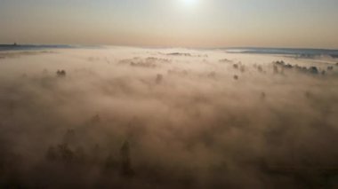 Güneşin doğuşunun destansı manzarası ağaçlarla kaplı sis alanı.