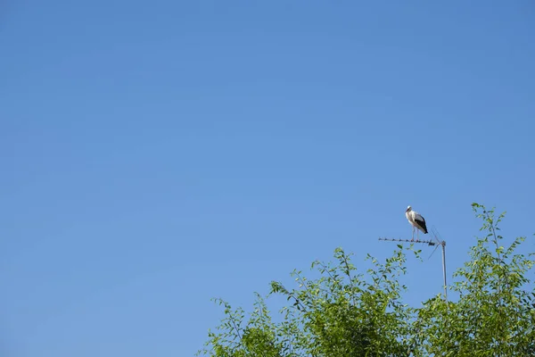 Storks resting from your trip — Stock Photo, Image