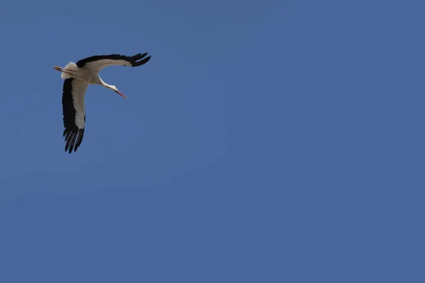 storks flying after their rest.