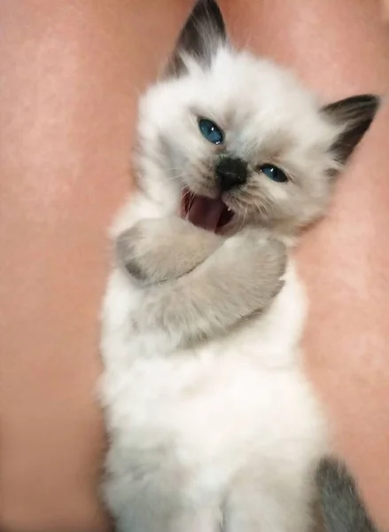 Mooie Blauw Ogige Kitten Glimlachend — Stockfoto