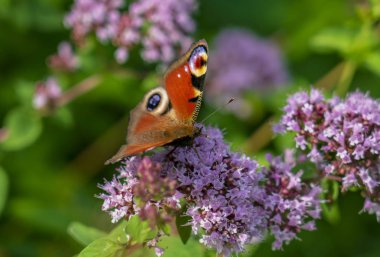 güzel kelebek Nymphalis IO verbena, kabarık çiçekler parkta veya alanına çiçeklenme oturur