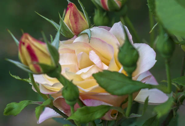 Amarelo Rosa Flor — Fotografia de Stock