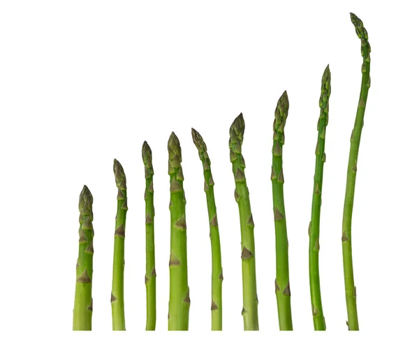 Pousses d'asperges fraîches de différentes longueurs disposées en une seule ligne, isoler sur un fond blanc, concept photo — Photo