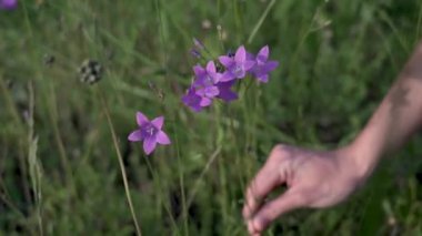 Close up of a beautiful light brown girl squatting on a blooming meadow collecting a bouquet of wild flowers bells of a delicate purple color