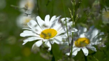 close up of blooming meadow grasses and chamomile flowers waving in the wind