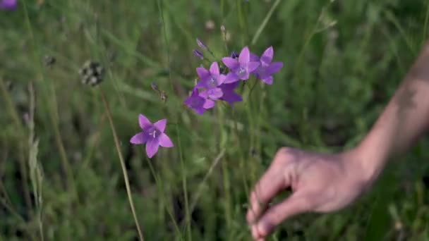 Close up of a beautiful light brown girl squatting on a blooming meadow collecting a bouquet of wild flowers bells of a delicate purple color — Stock Video