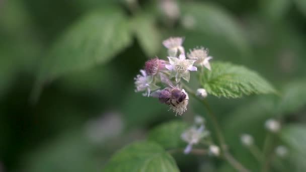 Slow motion, a bee collects honey and pollen from a flowering raspberry Bush — 비디오