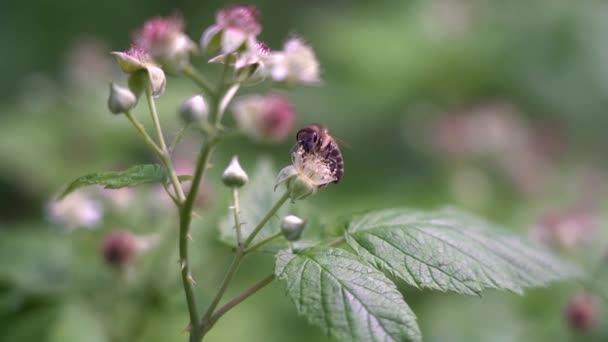 En cámara lenta, una abeja recoge miel y polen de una flor de frambuesa Bush — Vídeo de stock