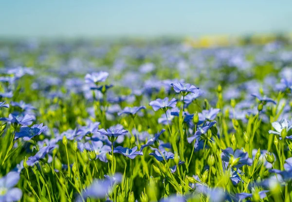 Florescimento Linho Close Flores Linho Azul Campo Durante Floração — Fotografia de Stock