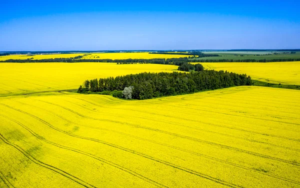 Aerial Photo Middle Field Flowering Rapeseed Small Forest Dirt Road — Stock Photo, Image