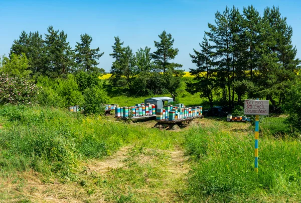 Milieu Des Champs Colza Fleuri Dresse Rucher Avec Des Ruches — Photo