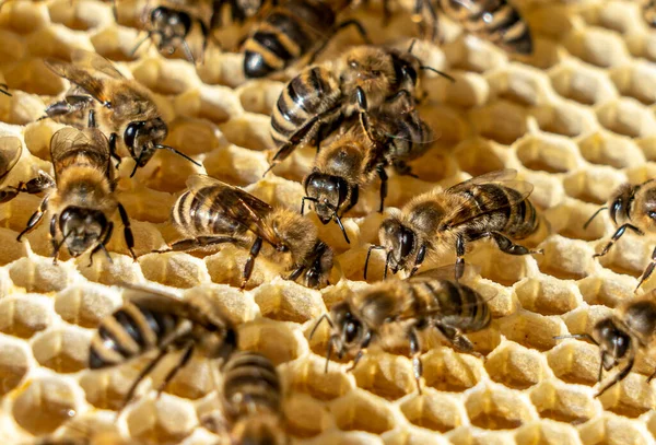 Внутри Пчелиного Улья Пчелы Наполняют Соты Свежим Ароматным Медом — стоковое фото