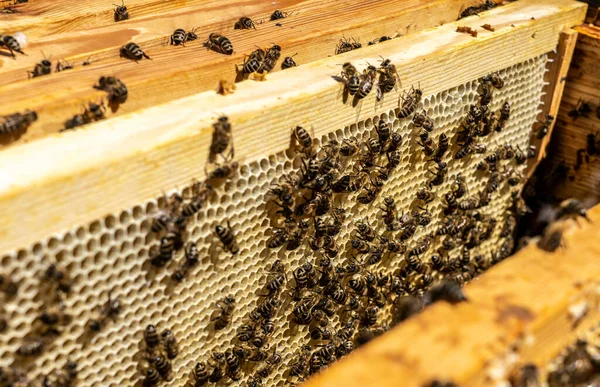 Крупным Планом Деревянной Рамы Сотовыми Сотами Наполненными Пчелами Продолжающими Приносить — стоковое фото